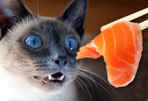 jiu_rf_photo_of_cat_eying_salmon_sushi